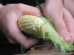 Pull corn husks off with silk. Cleaning corn or shucking